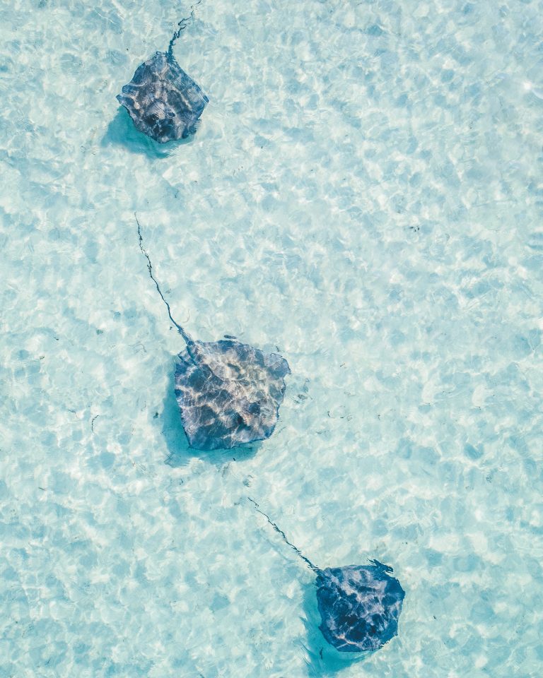 Pierce Gainey Drone Photo of Stingrays