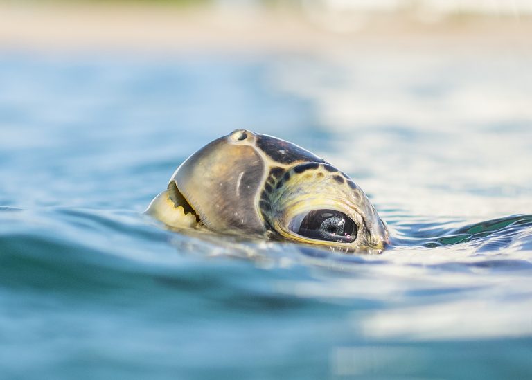 Palm Beach County Nature Photography