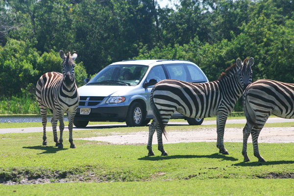 Things To Do in South Florida Lion Country Safari