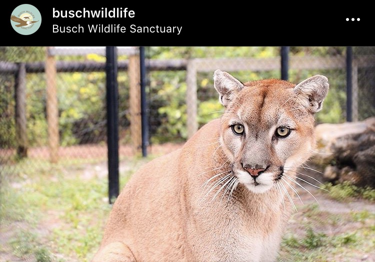 Busch Wildlife Sanctuary Palm Beach County