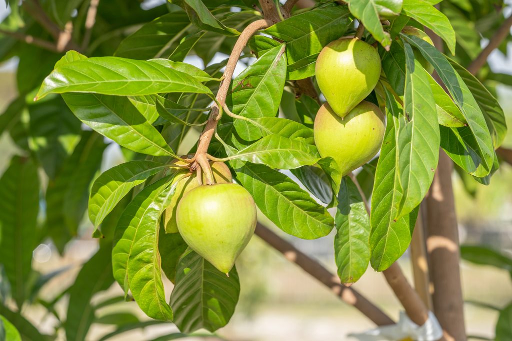 Urban Orchards by Community Greening