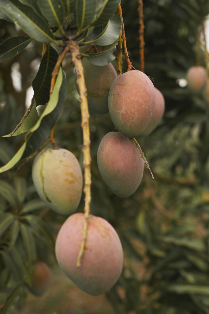 Mango Tree planted by Guerrilla Gardening Team