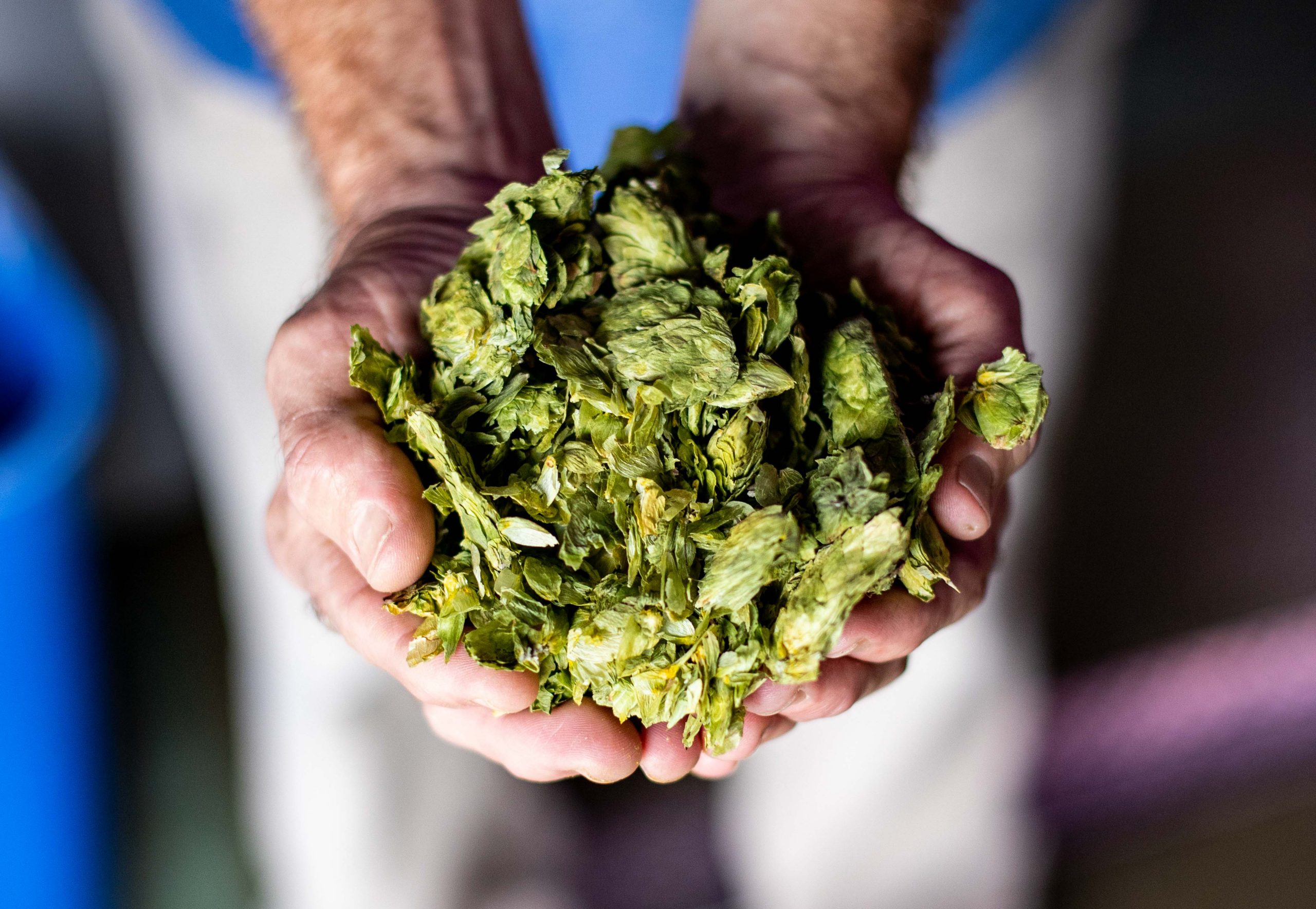 Hops at Tequesta Brewing Company