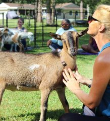 Goat yoga at Groovy Goat Farm in Jupiter Farms, FL. Goat is being pet and looking at the camera.