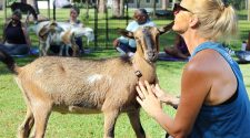 Goat yoga at Groovy Goat Farm in Jupiter Farms, FL. Goat is being pet and looking at the camera.