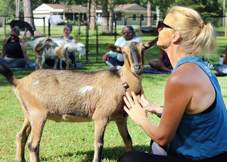 Goat yoga at Groovy Goat Farm in Jupiter Farms, FL. Goat is being pet and looking at the camera.