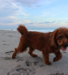 Small dog at dog beach in Jupiter, FL.