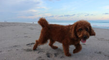 Small dog at dog beach in Jupiter, FL.