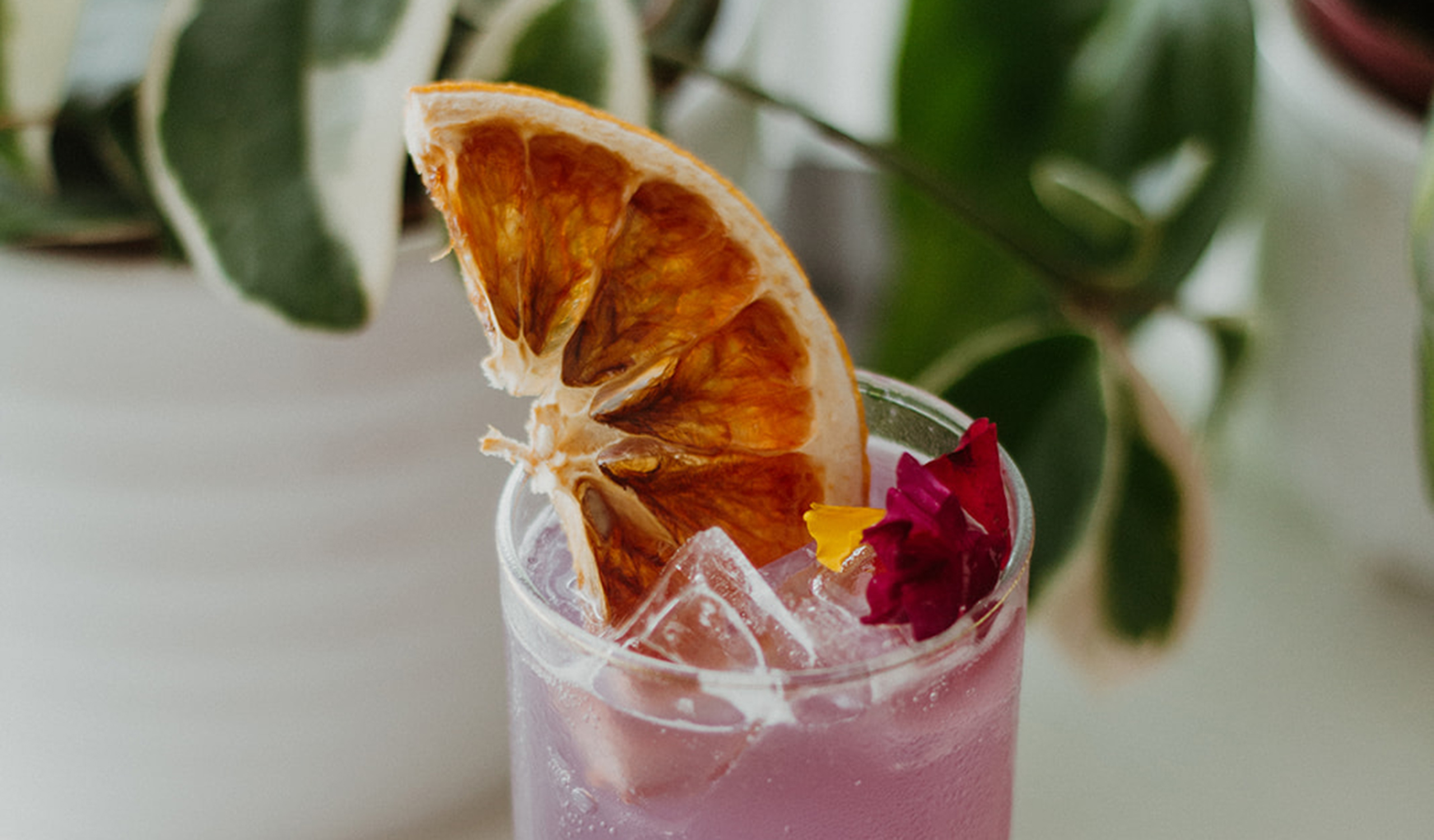 Closeup of pink cocktail with dried orange garnish at Mood, a vegan restaurant in Jupiter, FL.