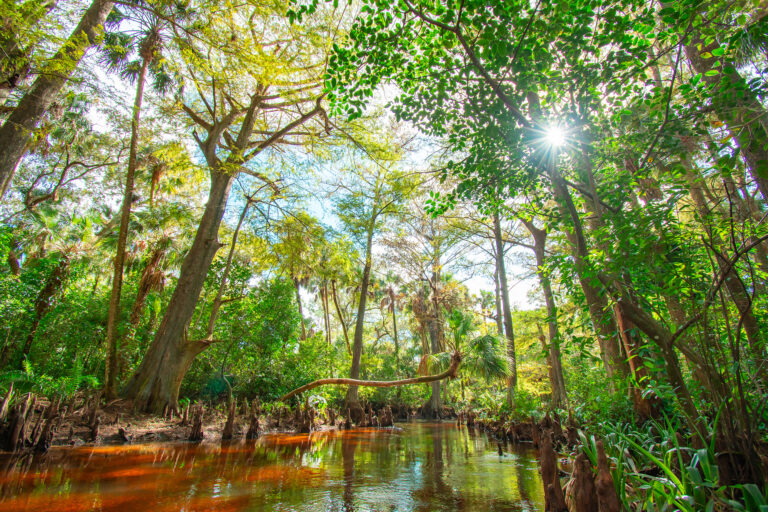 Riverbend Park in Jupiter, Fl.