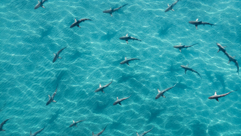 How I Got the Shot: Bird's Eye View