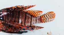 Invasive lionfish in Palm Beach county before being filleted to eat.