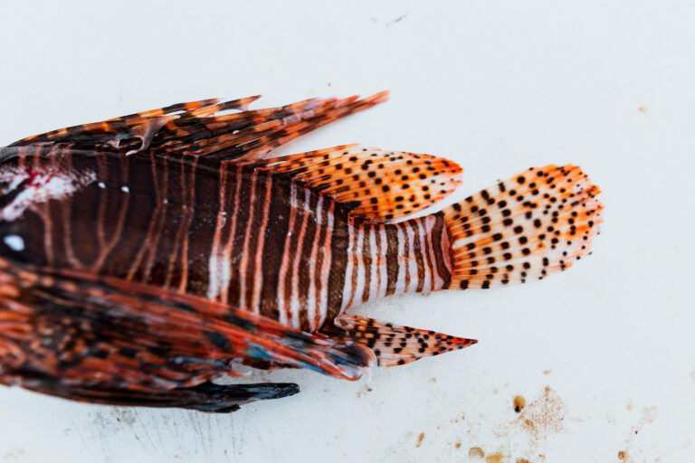 Invasive lionfish in Palm Beach county before being filleted to eat.