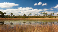 Wide angle photo of waterway in Jonathan Dickinson State Park in Florida. The foreground has tall grass with flat, reflective water behind it. In the distance you can see Florida trees and fluffy white clouds.