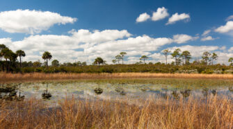 Wide angle photo of waterway in Jonathan Dickinson State Park in Florida. The foreground has tall grass with flat, reflective water behind it. In the distance you can see Florida trees and fluffy white clouds.