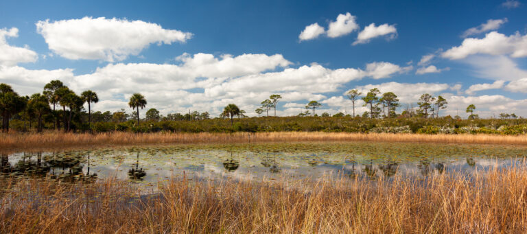 Wide angle photo of waterway in Jonathan Dickinson State Park in Florida. The foreground has tall grass with flat, reflective water behind it. In the distance you can see Florida trees and fluffy white clouds.