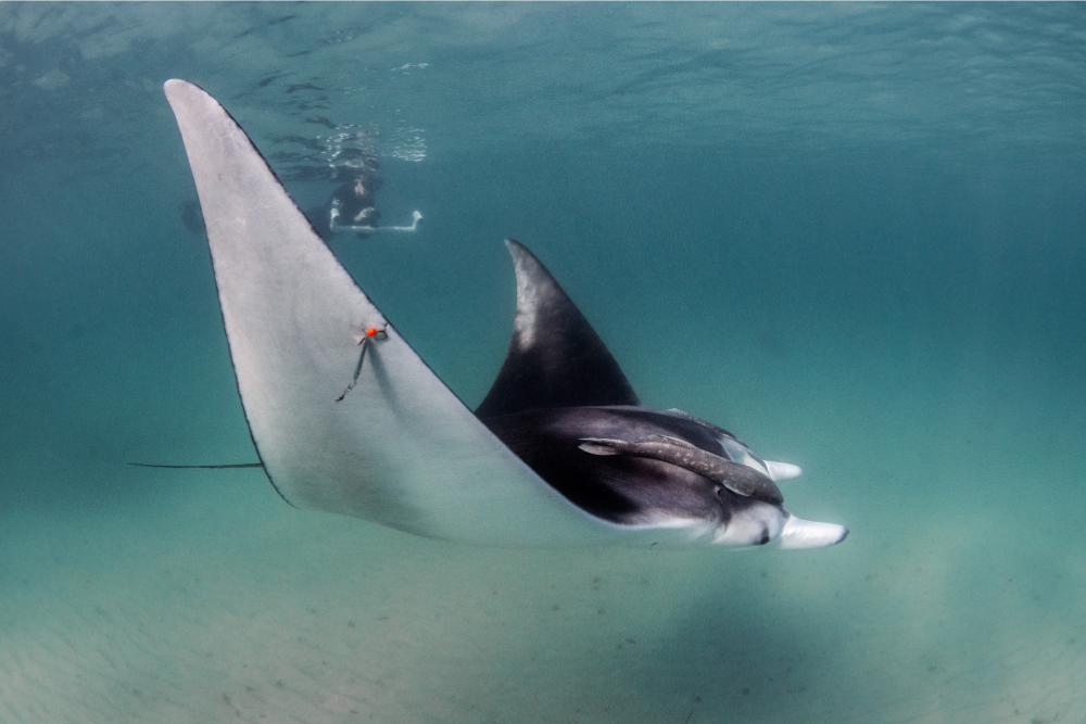 Rosie swimming with a Manta Ray