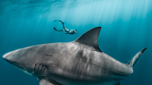 A Bull Shark swimming by Tanners camera with a diver in the background