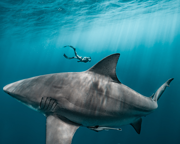 A Bull Shark swimming by Tanners camera with a diver in the background